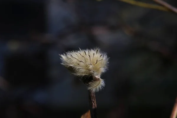 Pluizige Uitbloei Van Een Clematis Nincs Magyar Neve — Stock Fotó