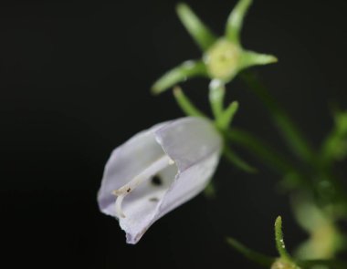 Campanula bloem in het zonlicht