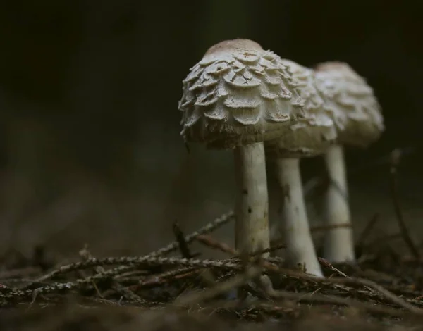 Paddestoelen Een Donker Bos — Stock Photo, Image