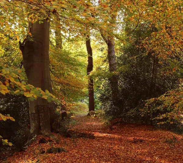 Boslaantje Met Lichtspel Oranjewoud — Stock Photo, Image