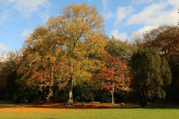 Herfstachtige Bomen Een Park Oranjewoud — Photo