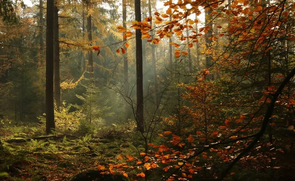 Rayon Lumière Dans Une Forêt — Photo