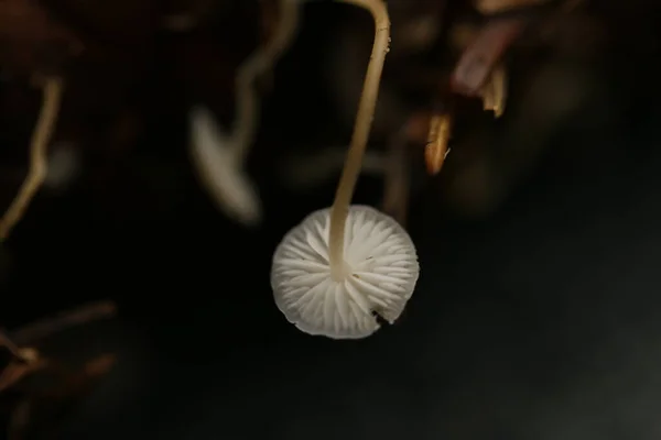 Mushroom Dark Forest — Stock Photo, Image