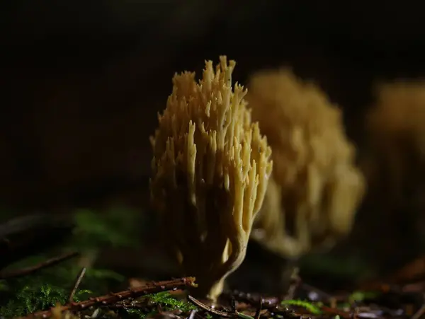 Mushroom Dark Forest — Stock Photo, Image