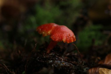Ormanda nadir bulunan kırmızı mantar