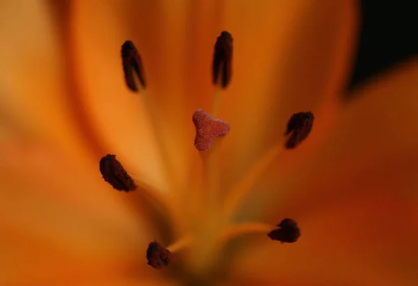Stamens Pistil Lily — Stock Photo, Image