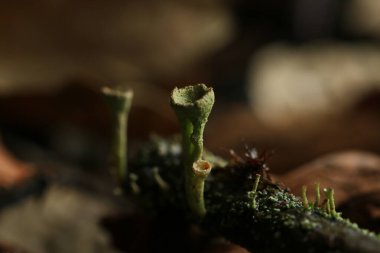 Groene Bekerzwammen Het bos 'ta