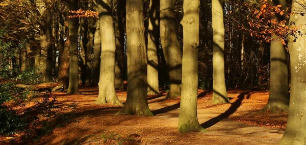 Beukenlaan Het Bos Bij Oranjewoud — Photo