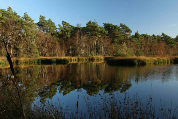 Bosven Bij Het Diakonieveen Frisia — Foto de Stock