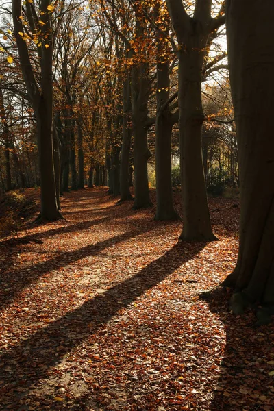 Beukenlaan Het Bos Bij Oranjewoud — Photo