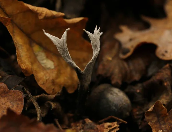 Geweizwam Het Bos — Stock Photo, Image