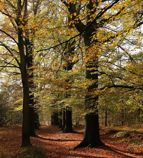 Avenue Plage Dans Une Forêt — Photo