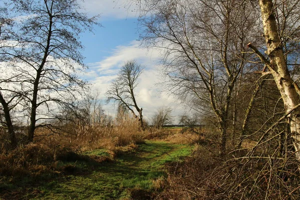 Sendero Forestal Holanda — Foto de Stock