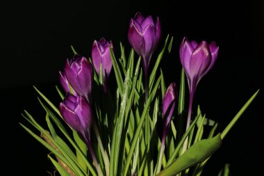 # Bahar ışığında iki timsah #