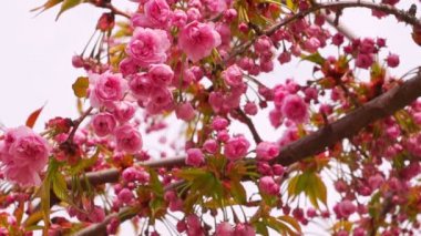 Sakura çiçeği pembe çiçekli