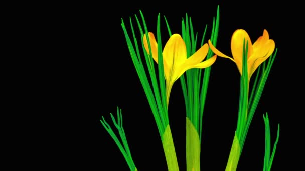Κίτρινο λουλούδι κρόκος που ανθίζουν — Αρχείο Βίντεο