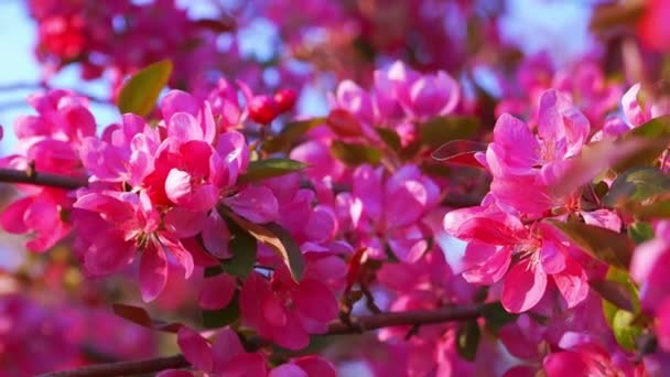 Цветущее розовое яблоневое дерево — стоковое видео