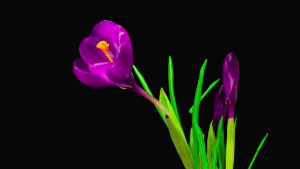 Violet Crocus blomma blommar — Stockvideo