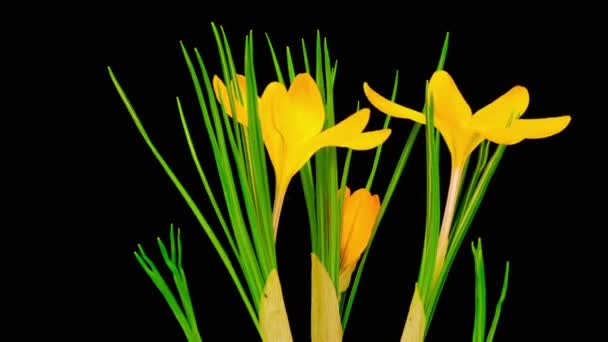 Fleur de Crocus jaune en fleurs — Video