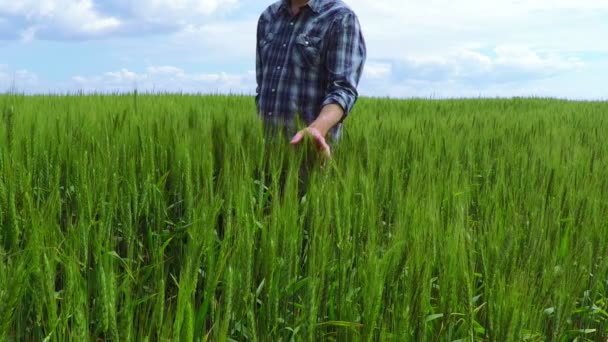 Agricultor en un campo de trigo — Vídeos de Stock