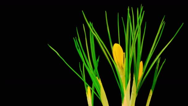 Yellow Crocus Flower Blooming — Stock Video