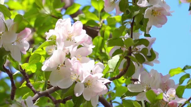 Flores de macieira branca — Vídeo de Stock