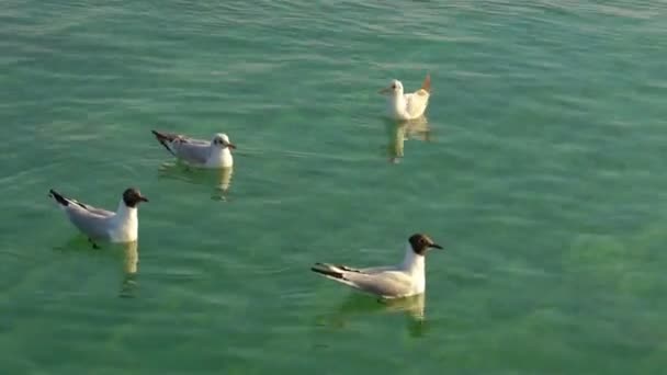 Gaviotas flotando en el agua — Vídeos de Stock