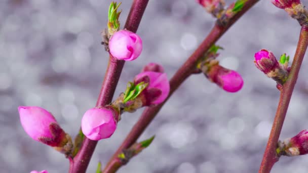 Rosa körsbärsträd blommor. — Stockvideo
