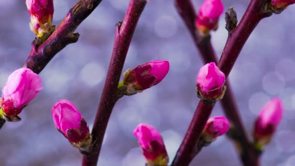 粉红色的樱桃树的花朵. — 图库视频影像