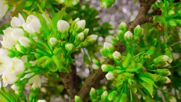 白桜の木の花. — ストック動画