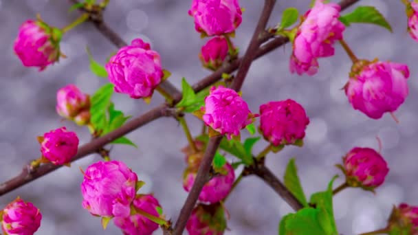 Ροζ Sakura δέντρο λουλούδια. — Αρχείο Βίντεο