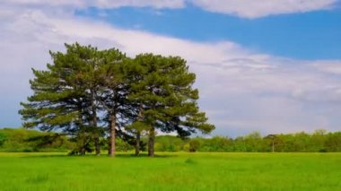 Altı Pines ile yeşil çayır