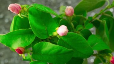 beyaz elma ağacı çiçekleri.