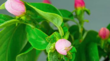 beyaz elma ağacı çiçekleri.