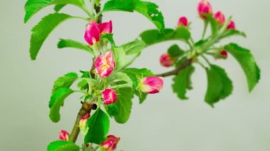 Bahar kırmızı çiçekler.