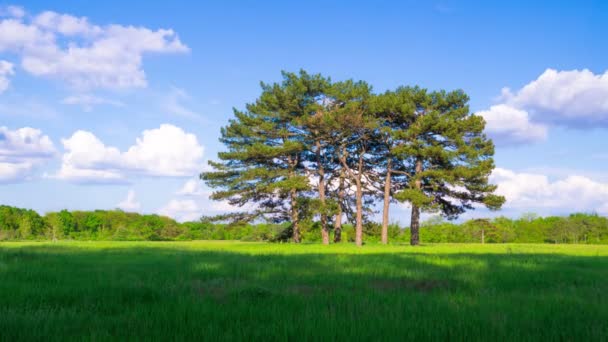 Prado verde com seis pinheiros — Vídeo de Stock