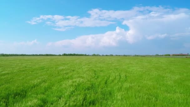 Flying over Green Wheat Fields — Stock Video