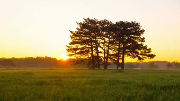 Восход солнца на зеленом лугу с шестью соснами — стоковое видео