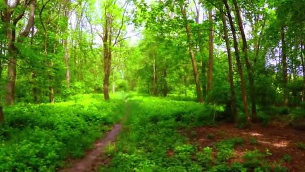 Voo através da floresta — Vídeo de Stock