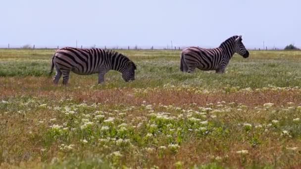 Zebras Grazing em um dia quente — Vídeo de Stock