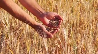 Bir çiftçi elinde buğday tahıl.