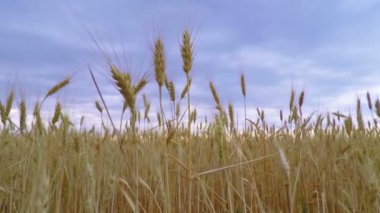 Altın buğday üzerinde kara bulutlar gökyüzü.