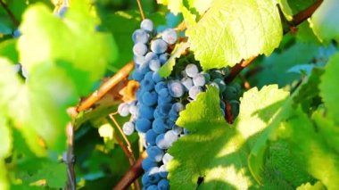 olgunlaşmış üzümler hasat için hazır. 