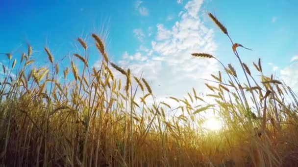 Golden Wheat Field — Stock Video