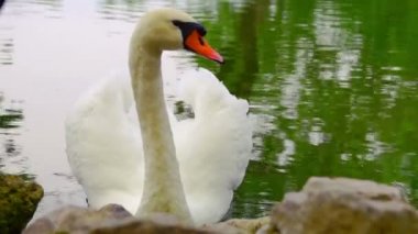 Beyaz Kuğu ve ördek