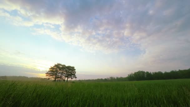 Восход солнца на зеленом лугу с шестью соснами — стоковое видео