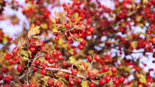 Gemeenschappelijke Hawthorn in het najaar op een zonsondergang. — Stockvideo