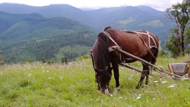 Eingespanntes Pferd weidet auf einer Weide. — Stockvideo