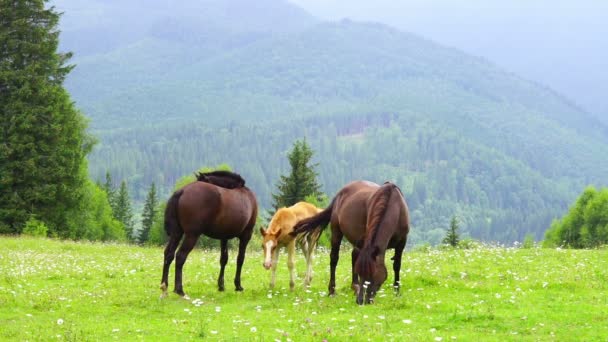 Caballos pastando en un prado . — Vídeos de Stock