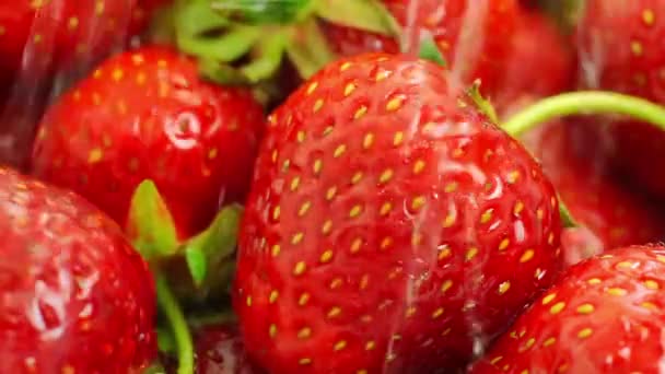 Lavado de fresas con agua . — Vídeo de stock